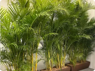 Jardins Ornamentais
