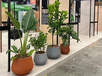 Plantas em Vasos